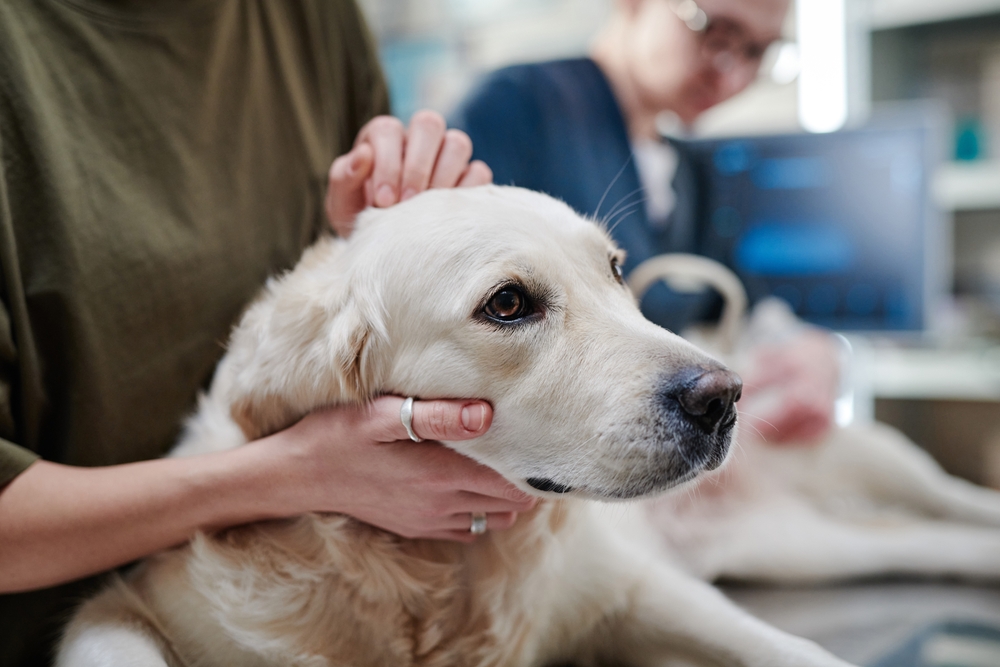 sick dog in vet clinic