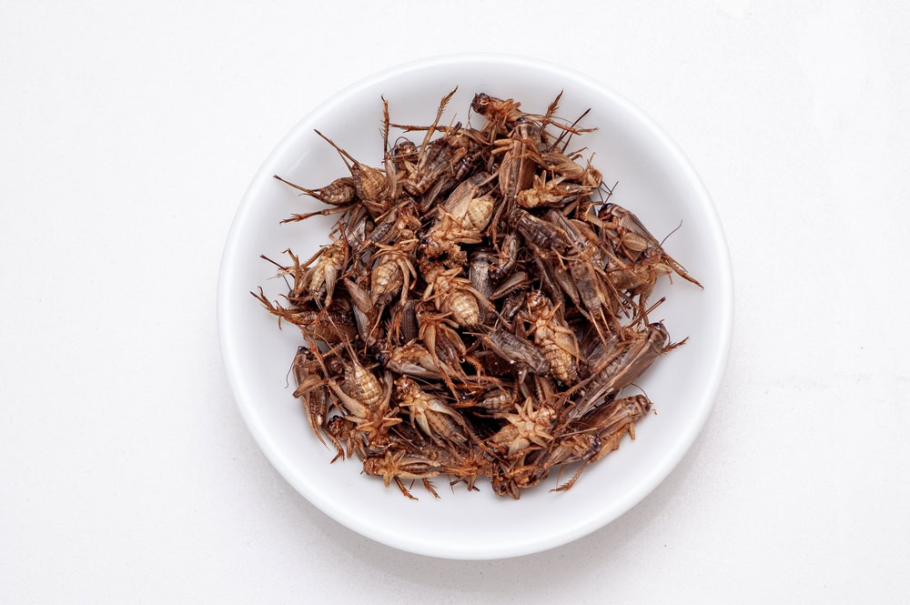 a bowl of dried crickets