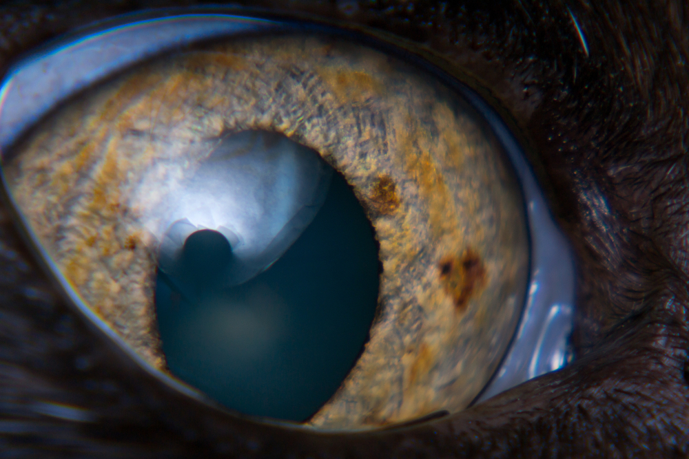 close up of a cat's eye with iris melanoma