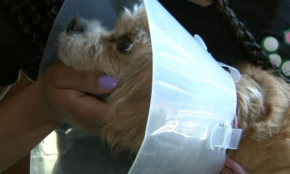 Chicago Woman Says A Vet Performed The Wrong Procedure On Her Dog