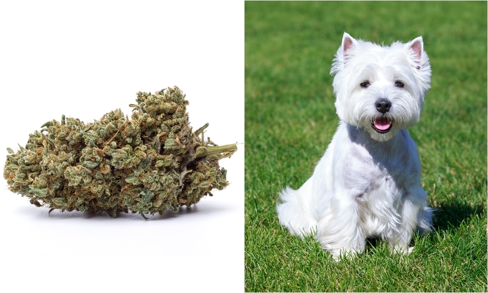 Dog Accidentally Ingests Marijuana During Walk