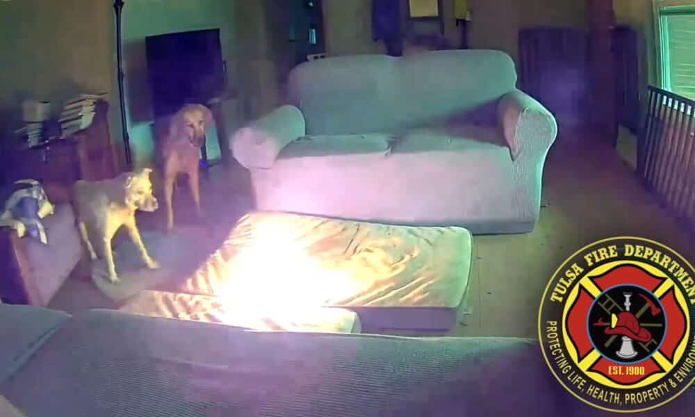 Dog Sets House On Fire After Chewing On Lithium-ion Battery