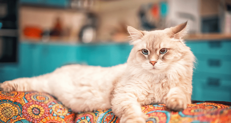 First-Time Cat Owner? Here Are 7 Ideal Breeds