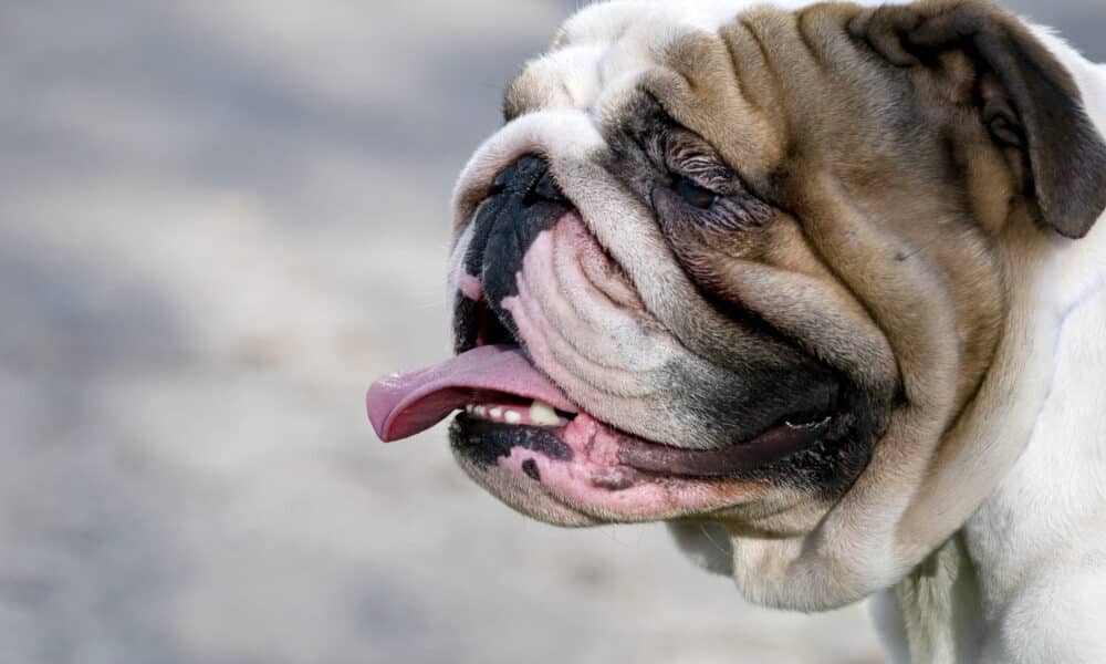 Flat-Faced Dog Breeds And Their Common Health Issues