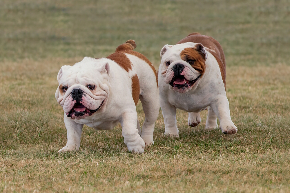 Two-English-Bulldogs-on-grass