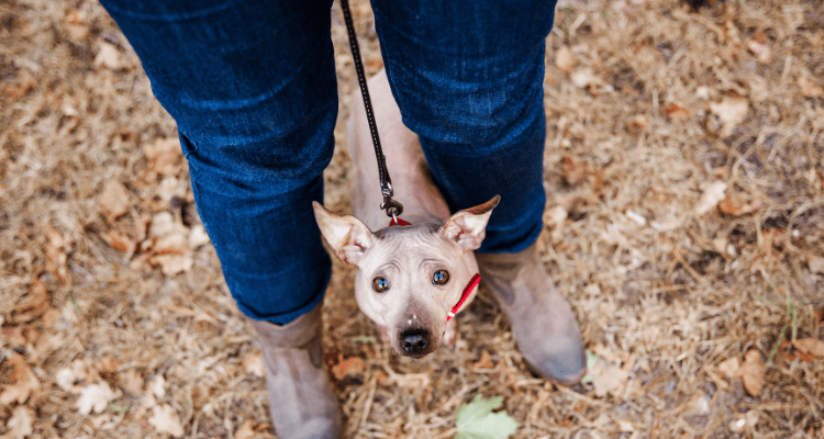 Tips to Help a Fearful Dog Feel Safe