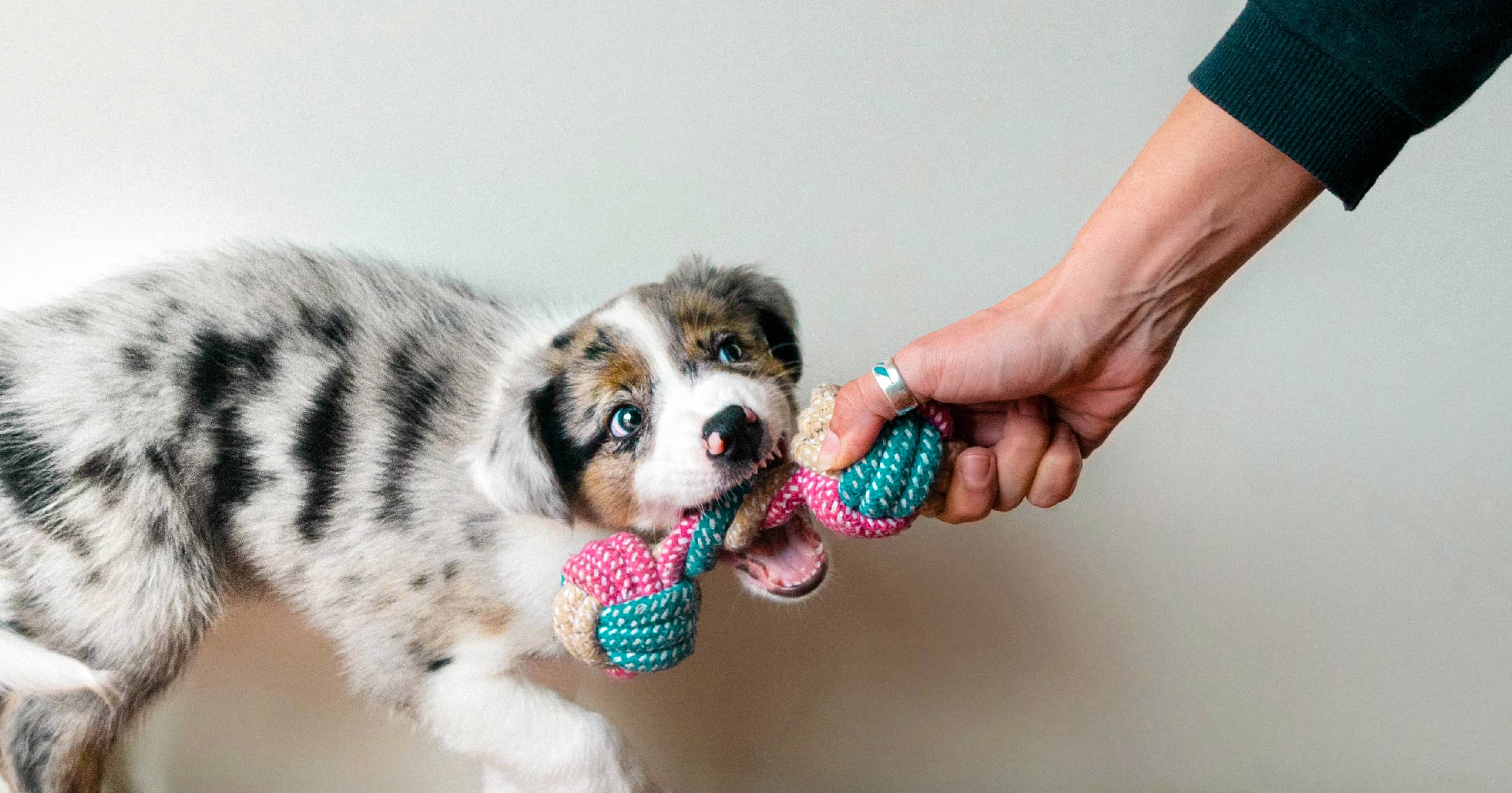 A young puppy biting and tugging on a chew toy held in someone’s hand.