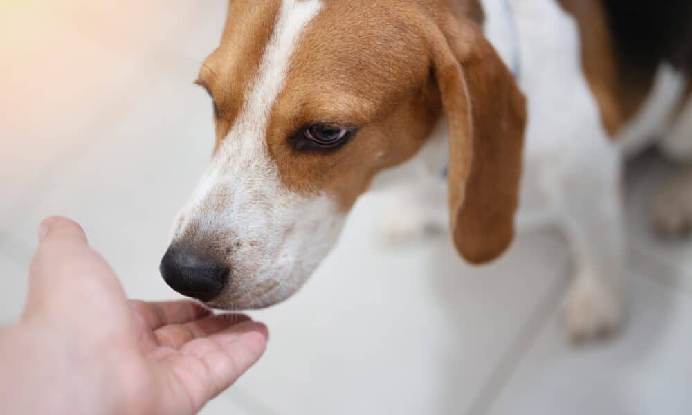 New Study Finds Dog Can Smell Human Stress And It Affects Their Decision-Making Process