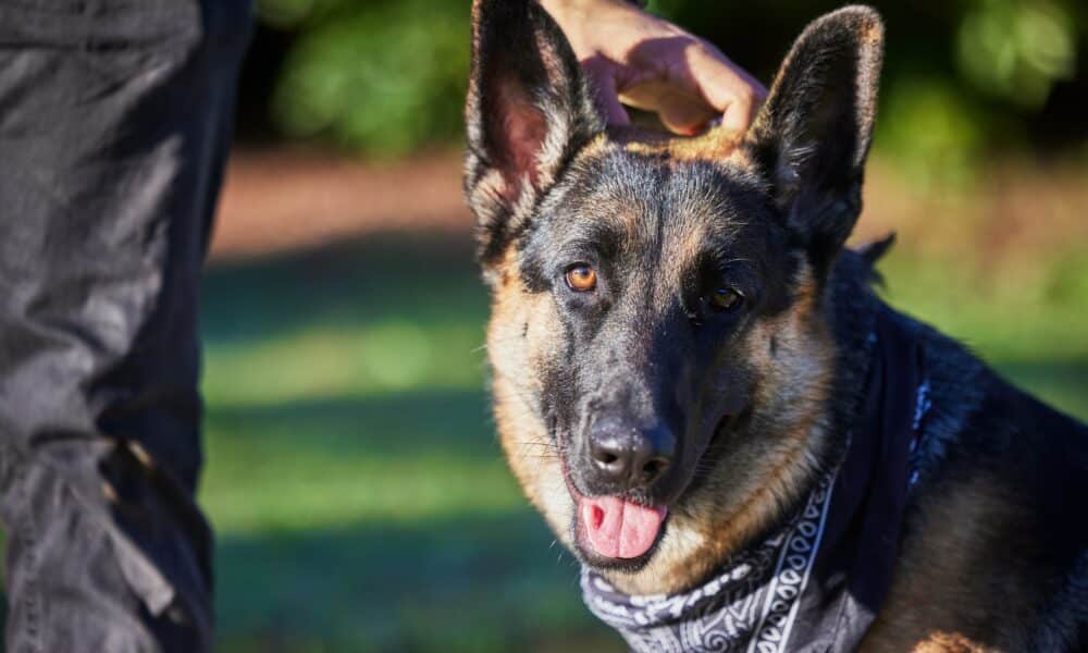 Police Dog Passes Away After Being Left In Hot Patrol Car