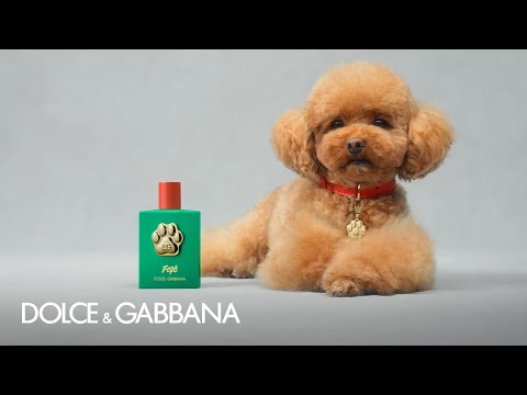 RSPCA Issues Warning After Dolce & Gabbana's Dog Perfume Launch