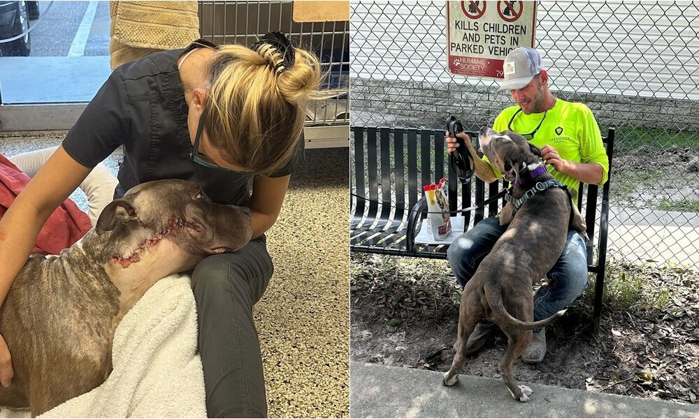 Rescue Dog Gets Facial Tumor Removed And Finds A Forever Home