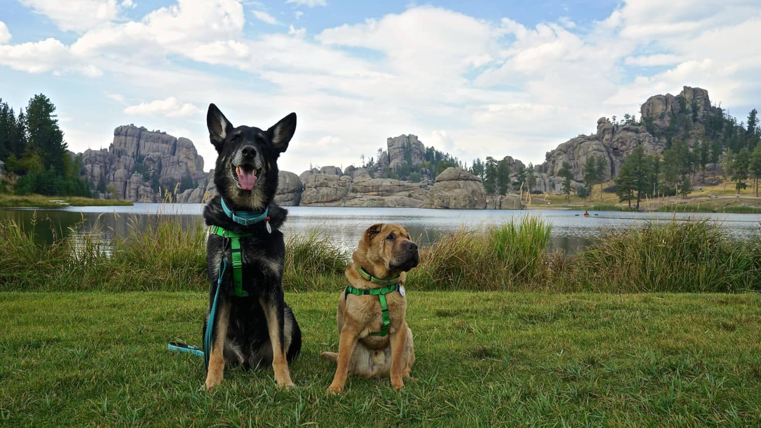 South Dakota's Top Pet Friendly Attraction: Custer State Park