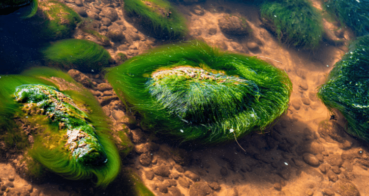 Algae Growth in Aquarium