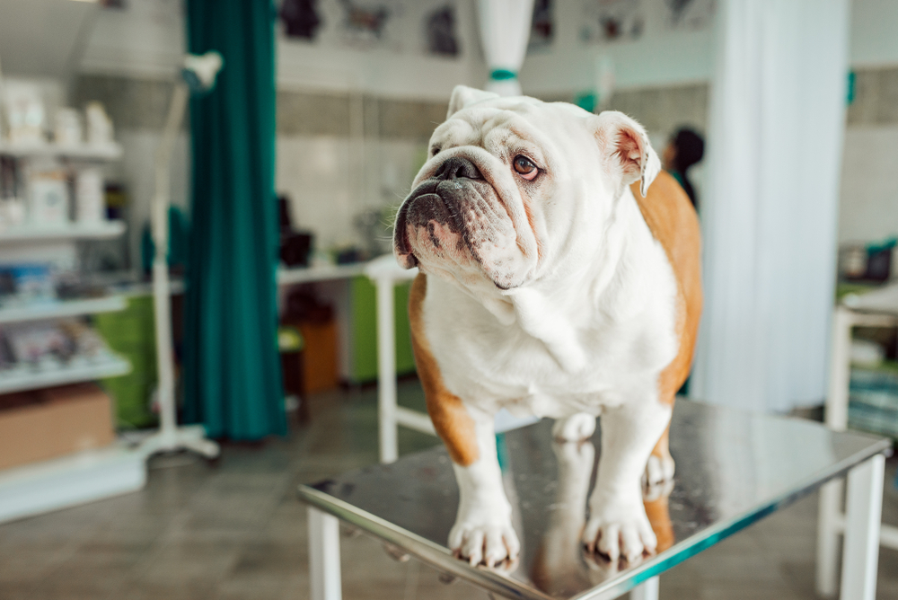 an english bulldog at the vet's office