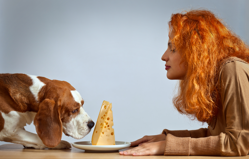 girl-with-cute-beagle-and-cheese-on-a-white-plate