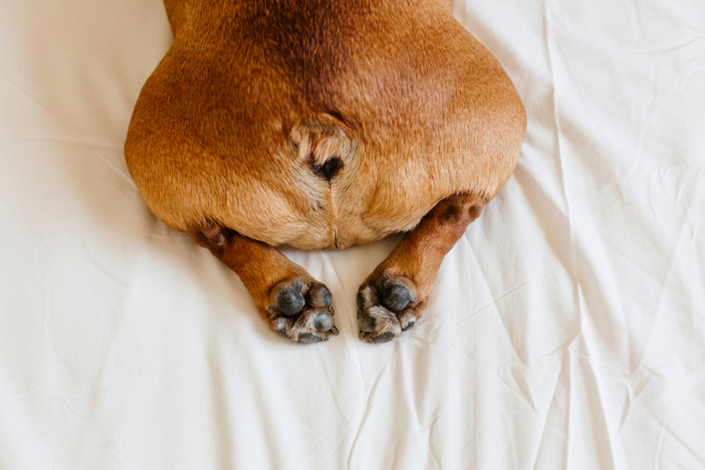 top view of french bulldog's butt side lying on bed