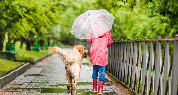 Dog in Monsoon