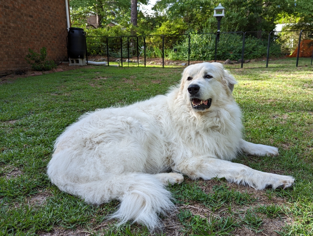 great pyrenees dog lying in the yard