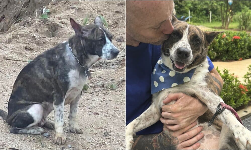 Bait Dog And Her Puppies Get A Second Chance In Life