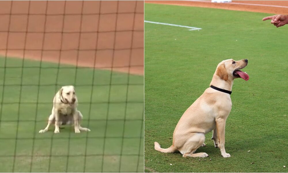 Clearwater Threshers's New Bat Dog Goes Viral On Debut