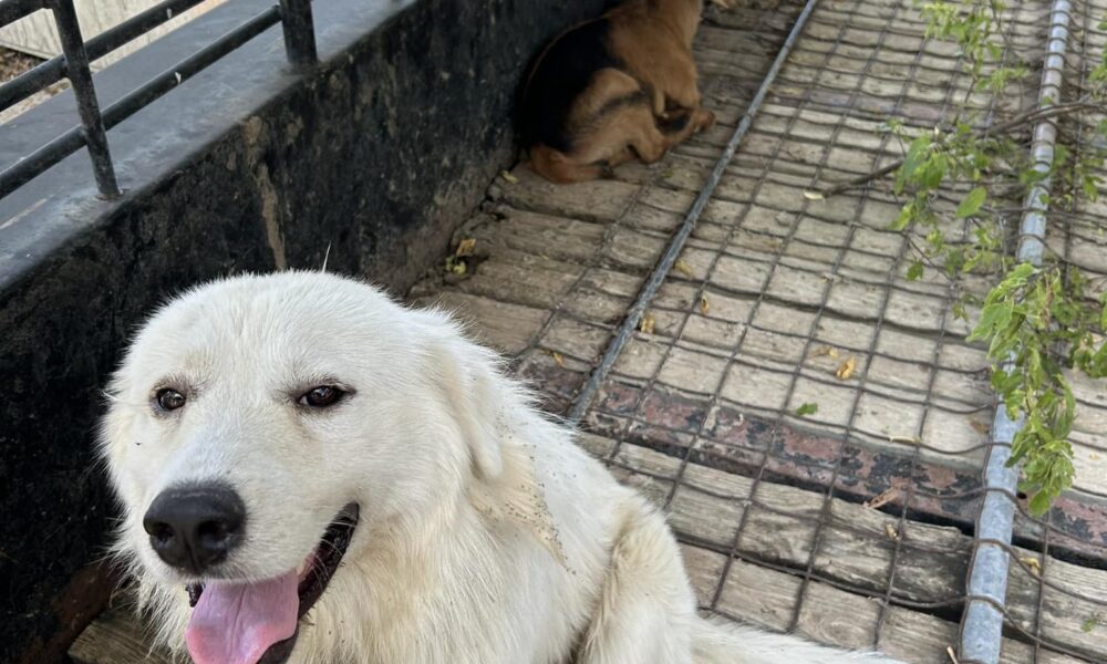 Dog and Goat Duo Reunites With Owner After Going On A Short Adventure