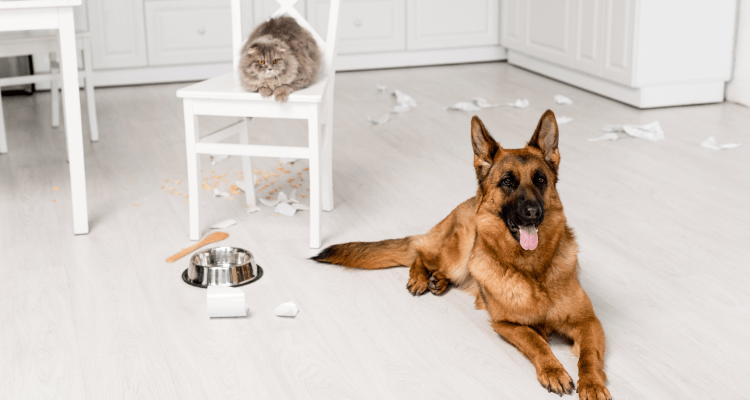 Hidden Dangers of Feeding Your Pet Table Scraps