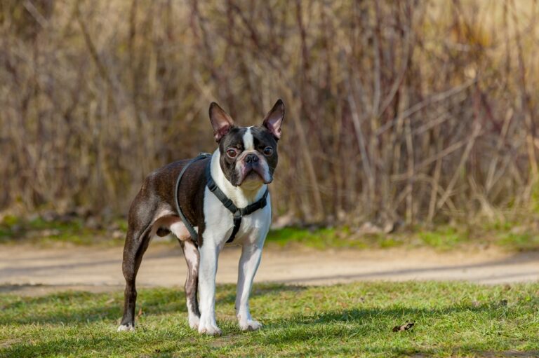 5 year old black and white Boston Terrier dog standing outdoors