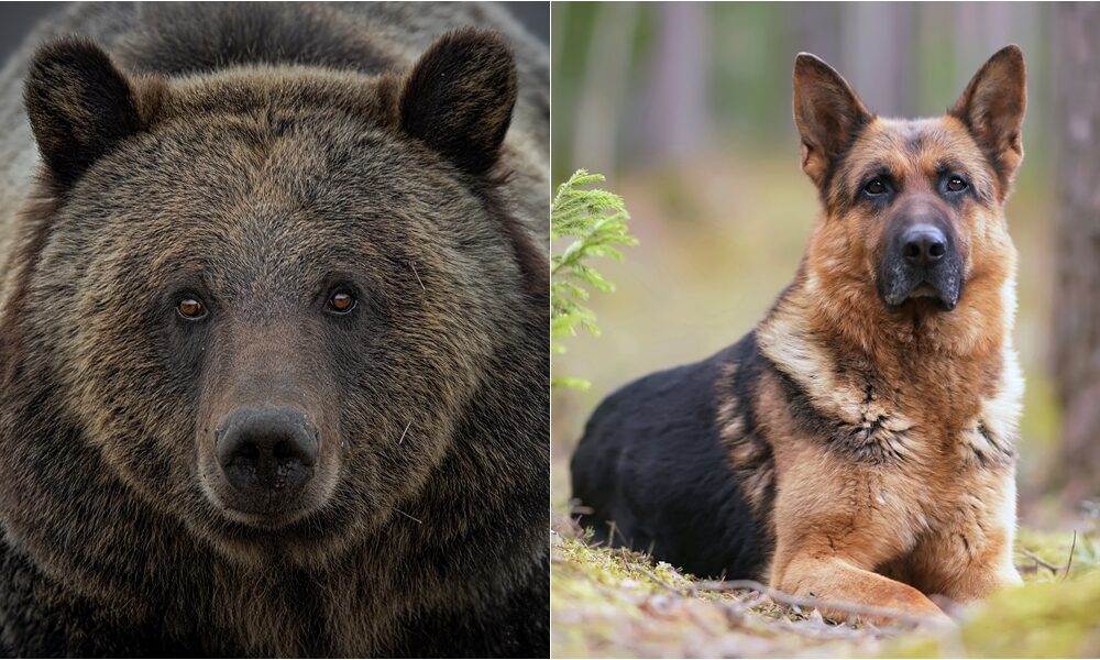 Loyal German Shepherd Saves Owner From Bear Attack