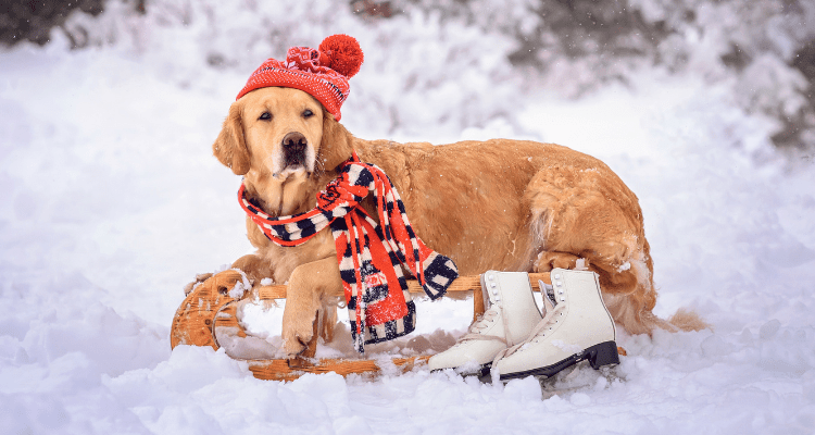 Top 8 Wintercare Pet Products